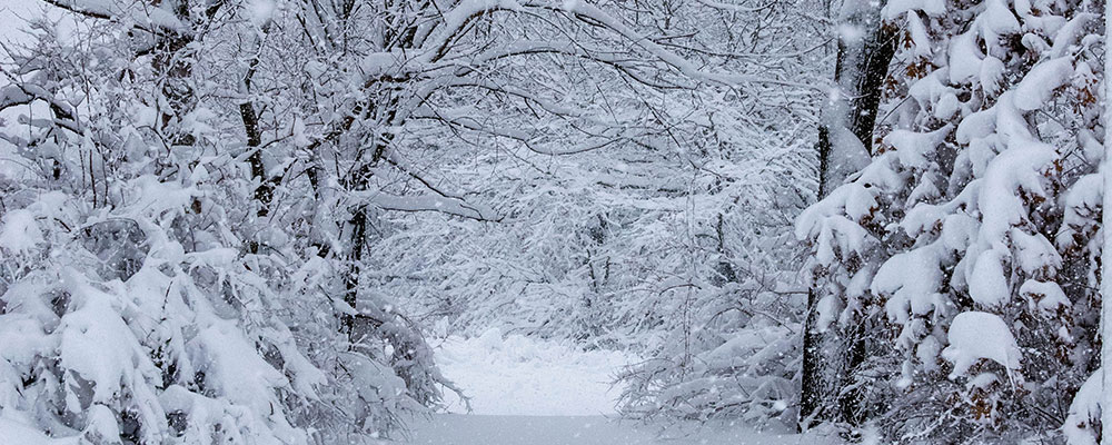 snowy woods