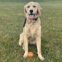 Therapy Dog Sadie